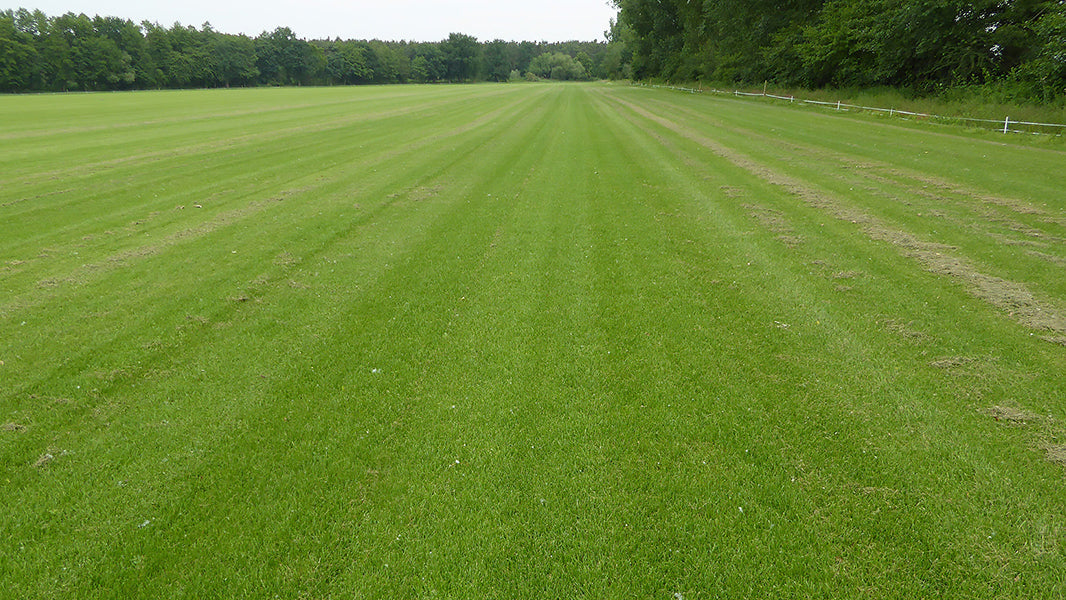 Rollrasen Büchner - Animatio im Vergleichstest